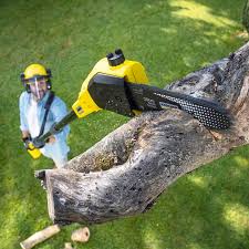 Best Palm Tree Trimming  in Westvale, NY