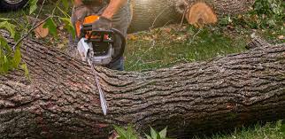 Best Tree Trimming and Pruning  in Westvale, NY