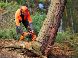 Best Pest Control for Lawns  in Westvale, NY