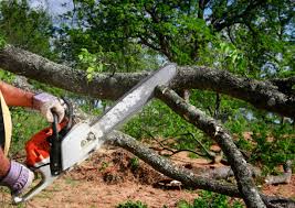 Best Stump Grinding and Removal  in Westvale, NY