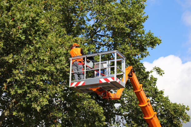 Best Tree Health Inspection  in Westvale, NY