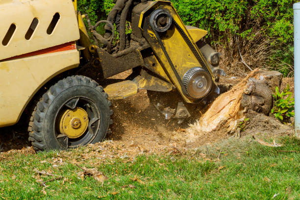 Best Leaf Removal  in Westvale, NY
