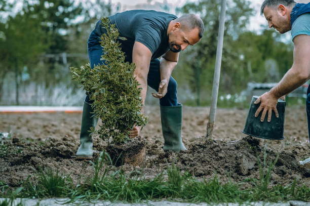 Best Lawn Irrigation Installation and Maintenance  in Westvale, NY