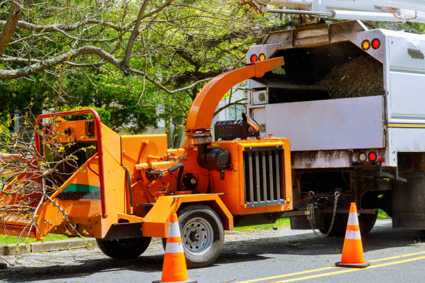Best Tree Risk Assessment  in Westvale, NY