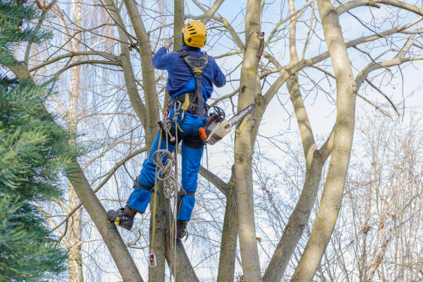 Professional Tree Services in Westvale, NY