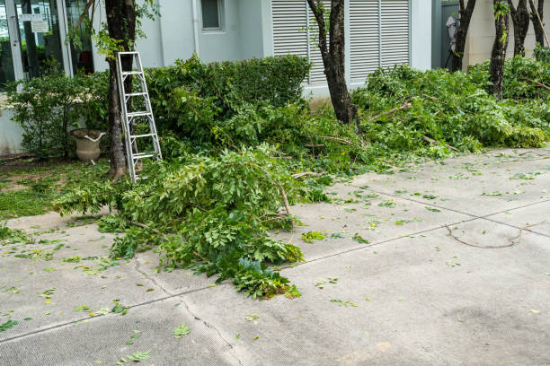 Best Tree Disease Treatment  in Westvale, NY