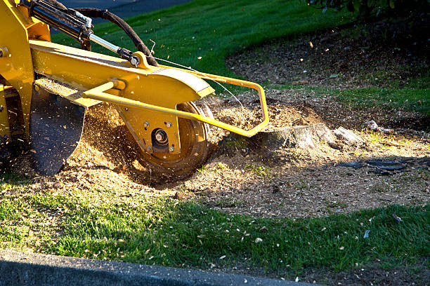 Best Commercial Tree Services  in Westvale, NY