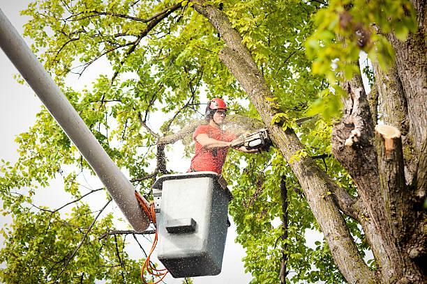 Best Firewood Processing and Delivery  in Westvale, NY
