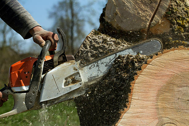 Best Emergency Tree Removal  in Westvale, NY