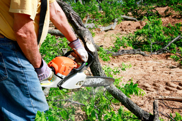 Best Tree Removal  in Westvale, NY